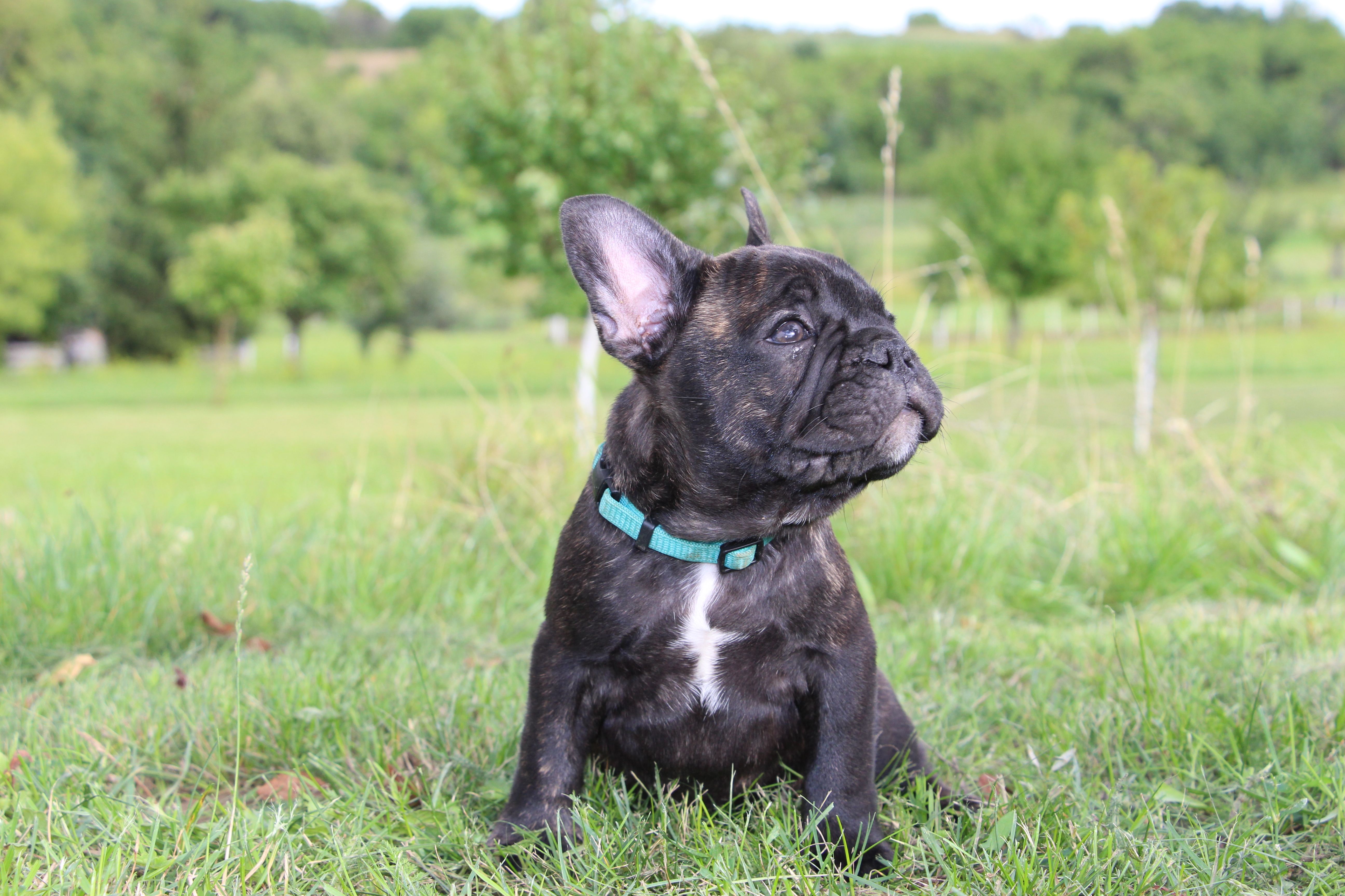 <svg class='blue'></svg> <b>Marrel</b> <svg class='blue'></svg>